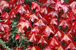 Colorazione delle foglie in autunno