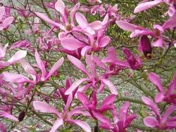 Fiori di magnolia