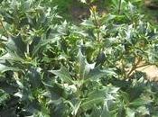Osmanthus aquifolium