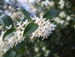 Fiori di osmanthus