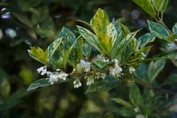 Fiori di osmanthus con foglie