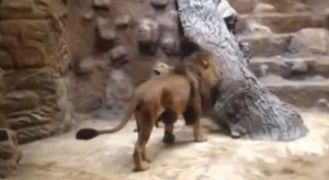 Agghiacciante video: Leone sbrana leonessa davanti ai visitatori dello Zoo
