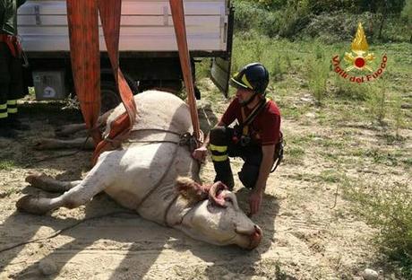 Cotronei: mucca cade in un burrone, intervento dei vigili del fuoco