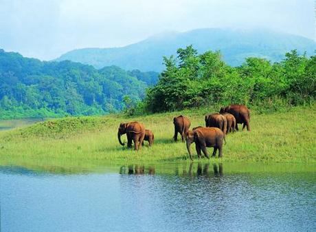 Elefanti nel parco di Periyar. Kerala, India del sud