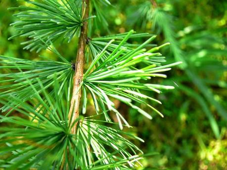 Il Larice, Larch, il fiore di Bach degli insicuri