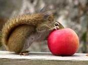mela scoiattolo Robin