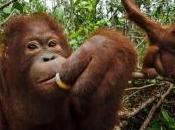 Oranghi: speranza contro l’estinzione