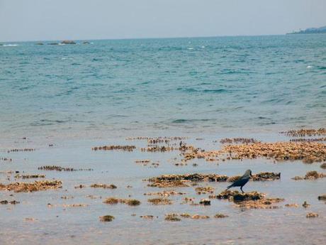 Pigeon island, sri lanka, viaggiandovaldi