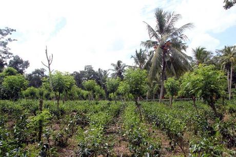 'Virgin White Tea' ,sri lanka, viaggiandovaldi