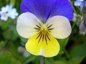 Viola tricolor