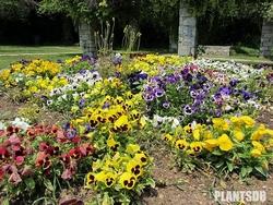 Cespugli di viola tricolor