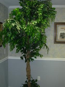 Ficus benjamina