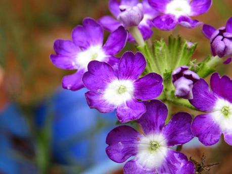 Aquolina Nutry: Tè Bianco e Verbena per un benessere rinvigorente