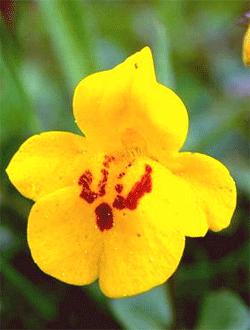 Mimulus, il fiore di Bach dei timidi