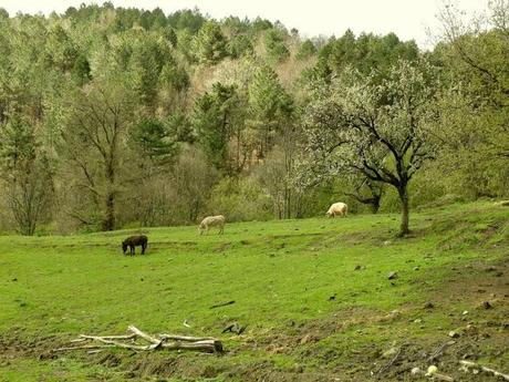 Liguria: La Debbia, agriturismo biologico in cui bellezza e gusto appagano lo spirito