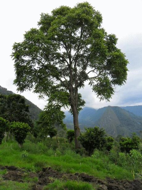 Cedro - Essenza dei giardini dell'Eden