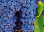 L’uva fragola, preferita, l’ingrediente liquore