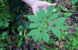 Le radici del ginseng: la pianta dell'uomo