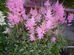 Esemplare di astilbe