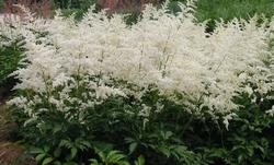 Astilbe con fiori bianchi