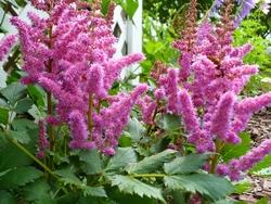 Tipologia di astilbe