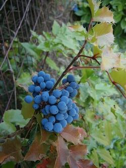 Bacche di mahonia