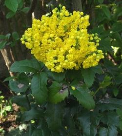 Fiori di mahonia