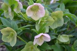 Fiori di elleboro, o rosa di Natale