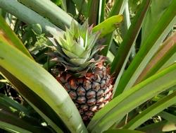 pianta e frutto di ananas