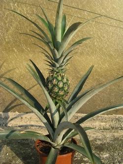 pianta di ananas