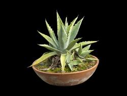 Pianta di aloe in vaso