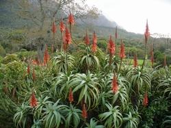 Aloe arborescens in fioritura