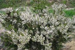 Erica arborea