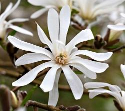 Fiore di magnolia stellata