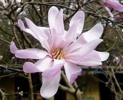 Magnolia stellata rosata
