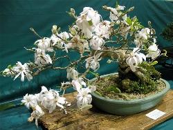 Magnolia stellata bonsai