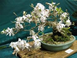 Magnolia stellata Magnolia stellata bonsai