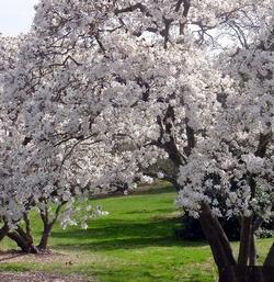 Magnolia stellata