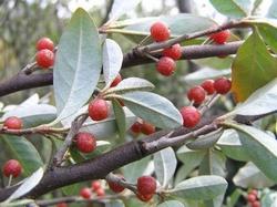 eleagnus umbellata