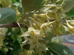 eleagnus umbellata fiori