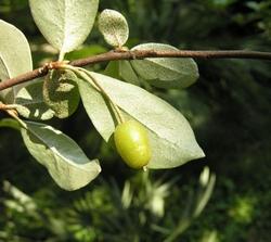 eleagnus multiflora