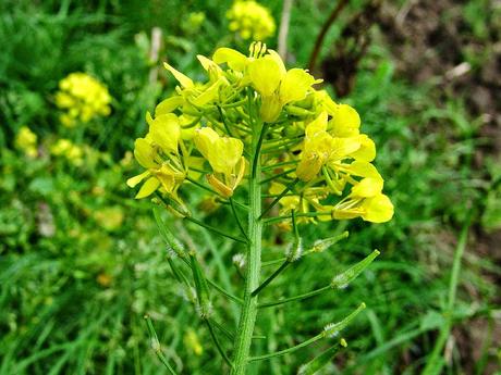 Sinapis Arvensis o Mustard, il fiore di Bach per chi è corredato della nuvoletta nera