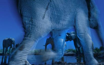 © Greg du Toit (South Africa) Essence of elephants Wildlife Photographer of the Year 2013