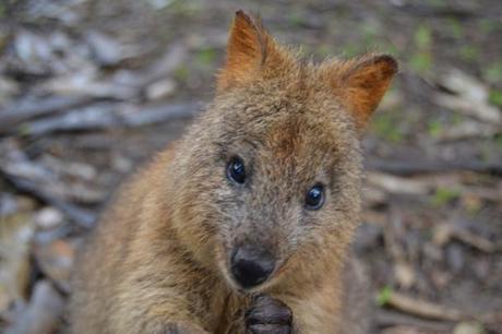 Se fossi nata in Australia, mi chiamerei Paul