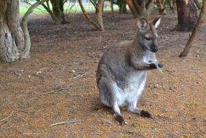 Se fossi nata in Australia, mi chiamerei Paul