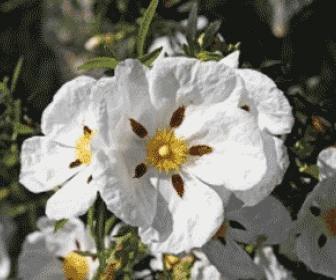 Ladano - Trascinati da un onda di sensi