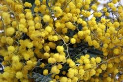 Caratteristiche infiorescenze della Mimosa