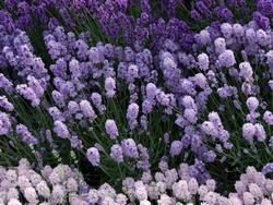 lavandula