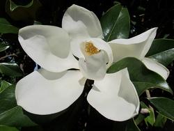 magnolia grandiflora