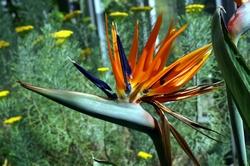 primo piano di strelitzia reginae